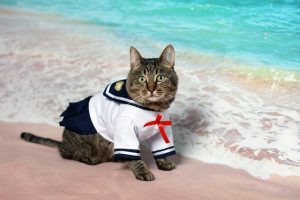 summer activities - a cat by the ocean